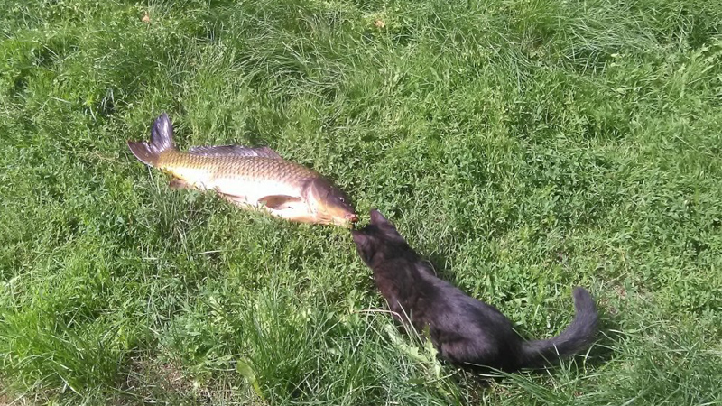 Кот и рыбалка