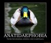 anatidaephobia.jpg
