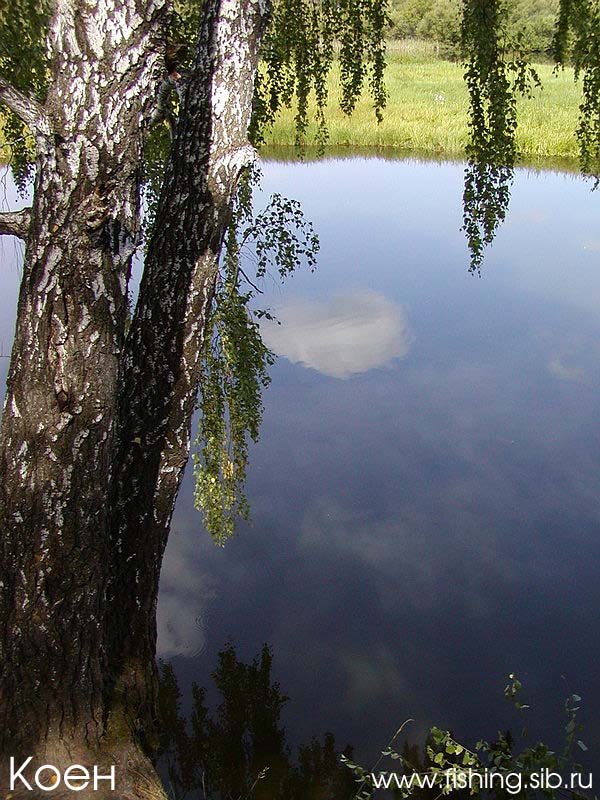 Берёзка на берегу