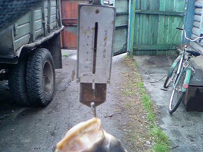 тянули за хвост