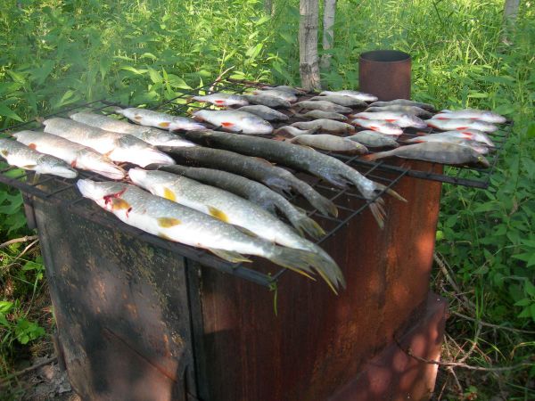 Утилизация вчерашнего улова. Копченый окунь вкуснее сцуки...