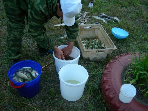 Вода высокая, крупняк не активен. За 2 суток на 4 спина ок. 5 ведер окуня и щучки.