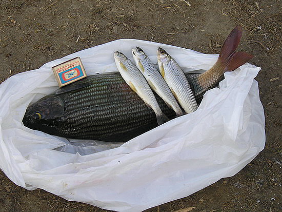 Чулышманский хариус