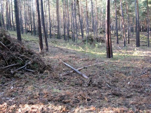вырубки, дороги, развороченный дерн - бесчинства заготовителей в Каракане