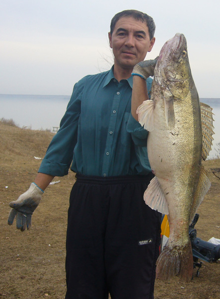 Судак на 11,4кг пойманный 08.11.2006 - мой личный рекорд. Тахир.