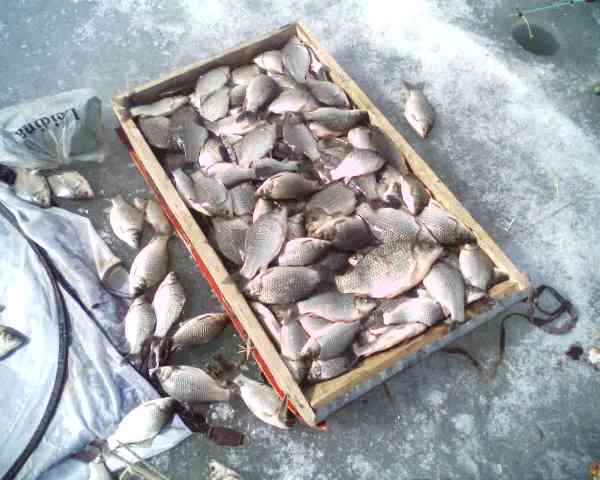 весенний карась 2006