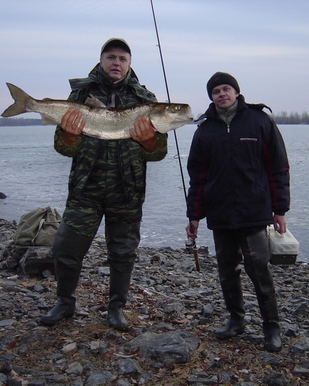 Maxfish c нельмой
