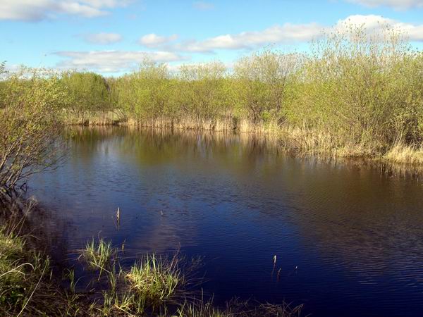 Вот в таких лужах, клюют особоопасные караси 