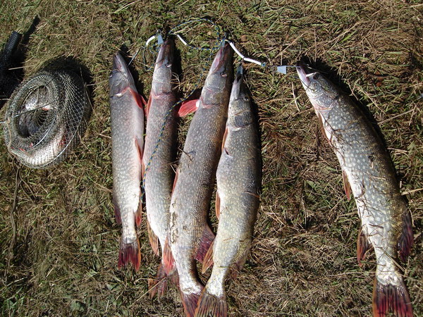 Сузун. 1,8-2,3кг. 15.09.07