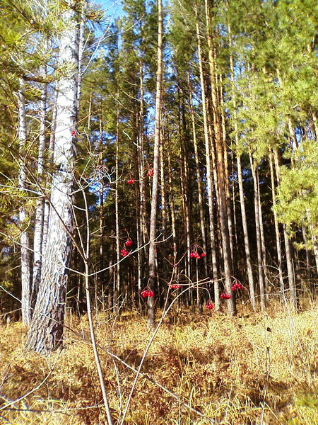 Кашламский бор