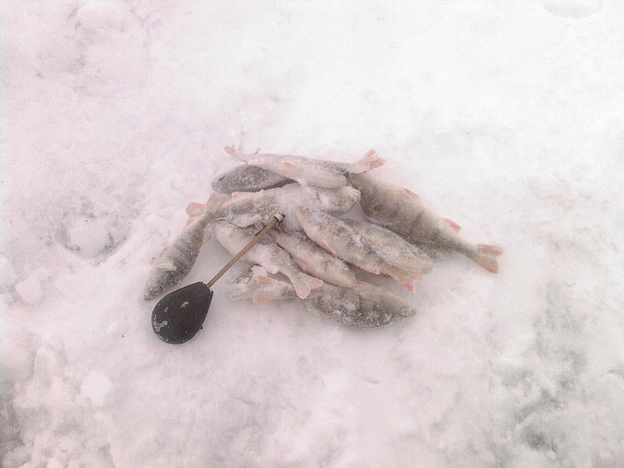 а вот теже но поближе