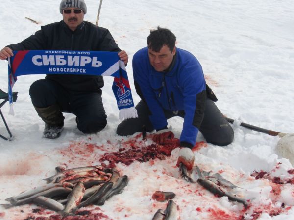 Рыбку лучше разделать прямо на льду. Орлам, воронам, лисичкам польза и домой кишки не тащить