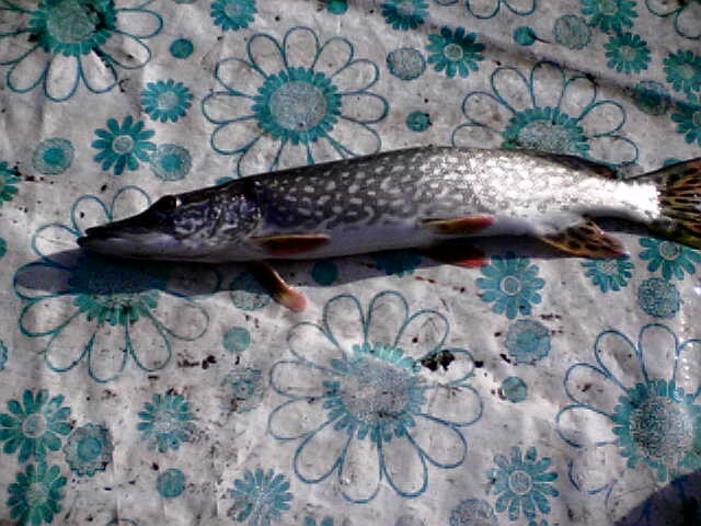 рып