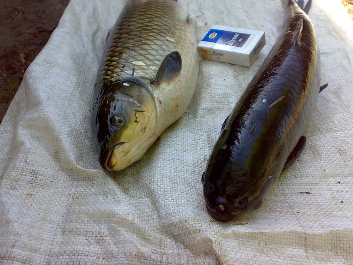 рЫБКА