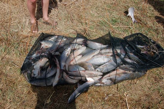 Поездка на Балхаш-апрель 2008г. Улов жереха за утреннюю зорьку.
