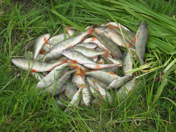 08/06/08г. Пичуг. острова