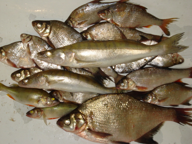 Заельцовский парк(камни)09.08.2008