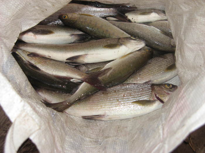 хариус