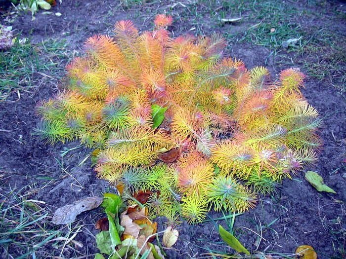 Кустик
