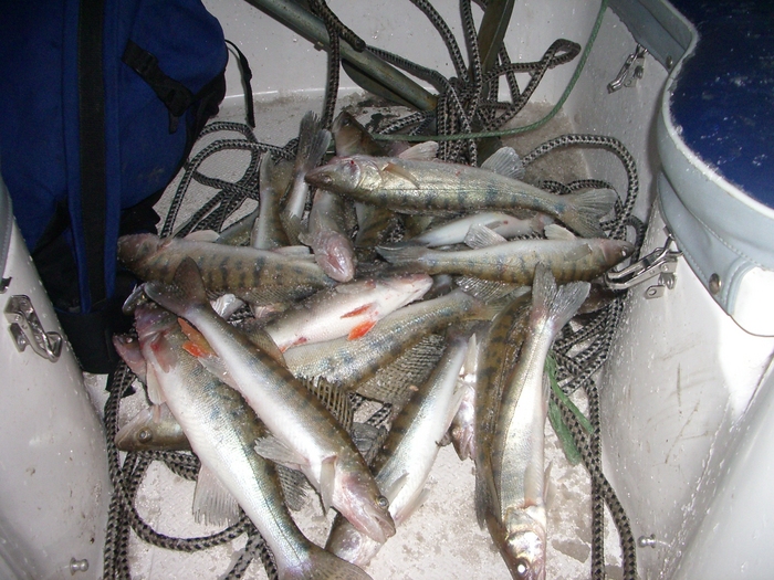 19.11.2008. Море. 20судачков от 400гр. до 1.2кг+1окунек.