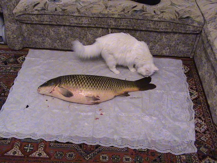 Кот: - Ну чтож, начну пожалуй с хвоста.