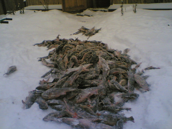 С пивом сушеная покатит