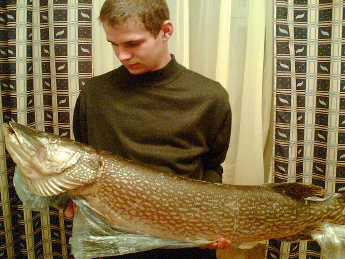 Октябрь, Алтайский крокодил...