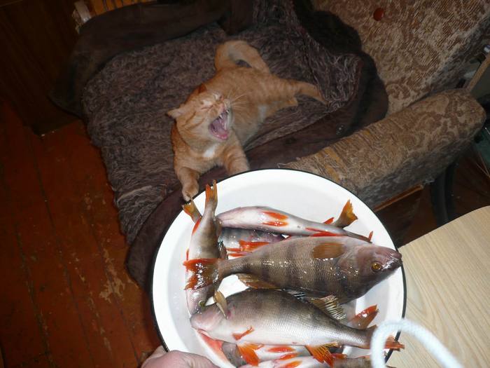 Как я проголодался, ожидая тебя из Нарыма! Кушай, Котя! Вся мелочь - твоя!