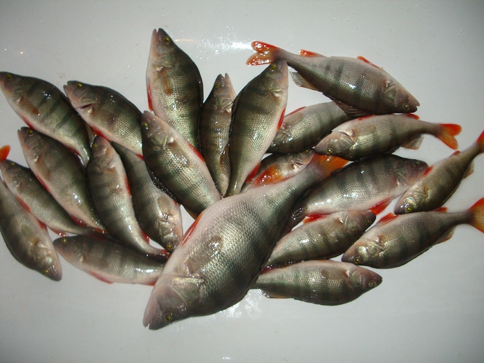 22 хвоста, 4 кг