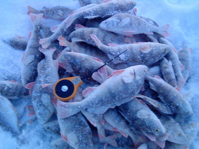 БЗ. 6 января 2009 г. (Снимок сделан в сумерках).