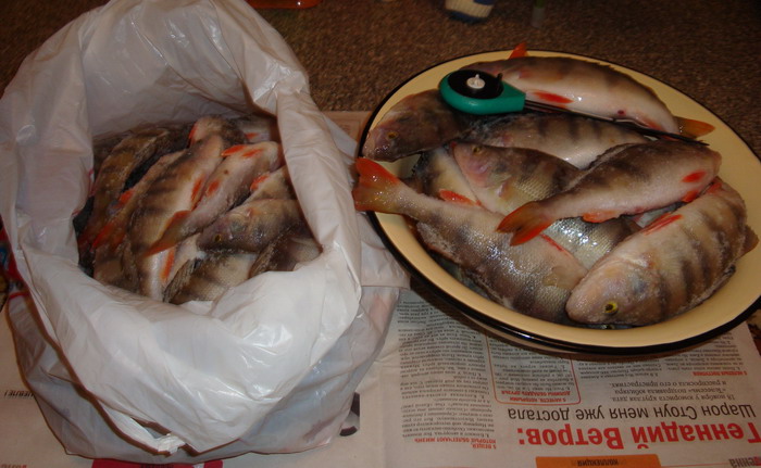 БЗ. 6 января 2009 г. Улов за день.