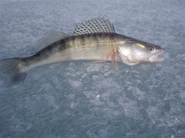 полкило