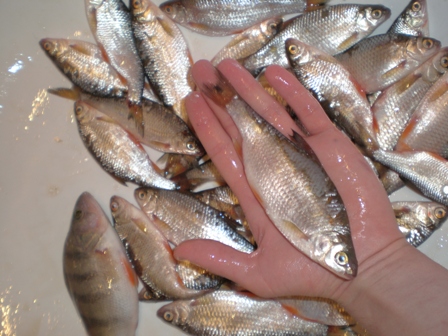 Коен ( Морозово) 