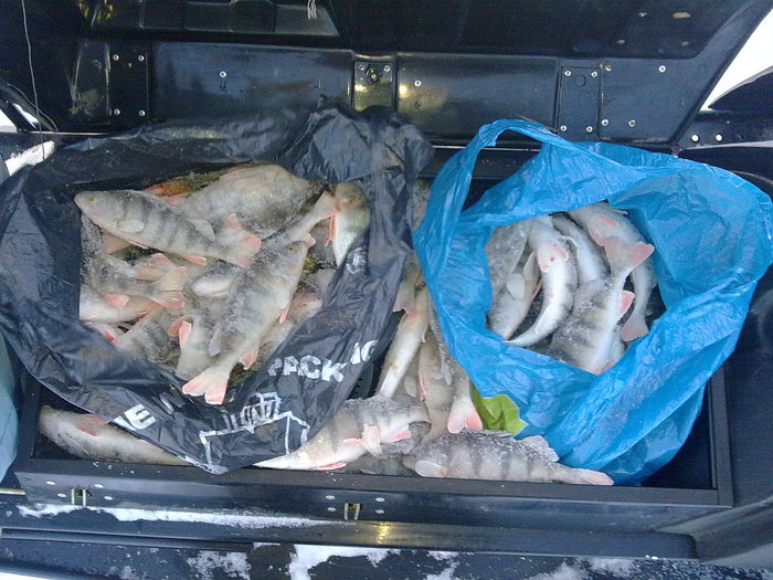 пичуги 07.03.2009