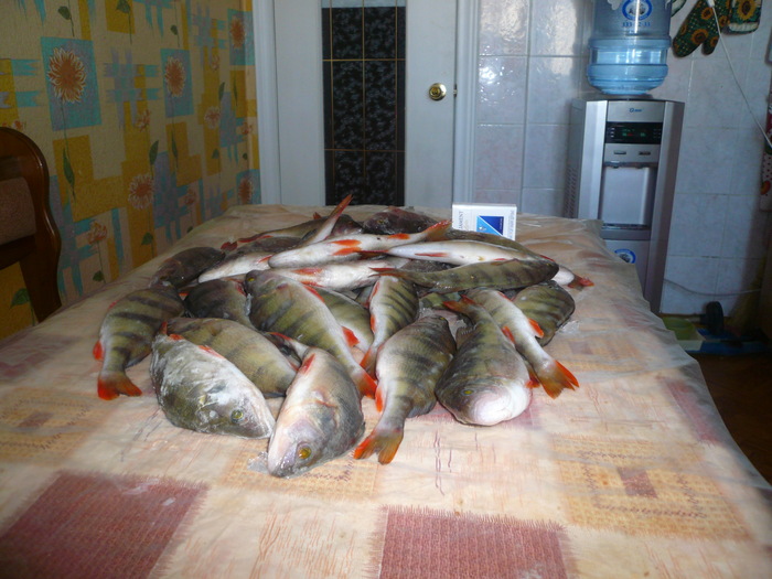 Окуньки с брони 03.03.09г.