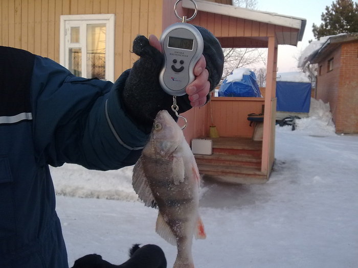окунь 430 гр.