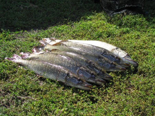 6 красавиц