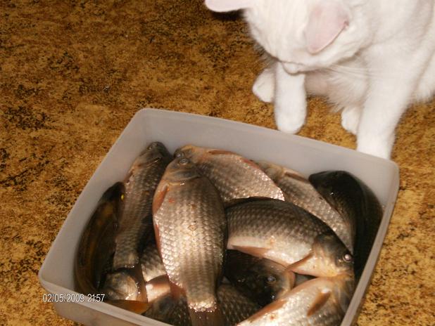 сёдня в мошково.... котя вся мелочь тебе....