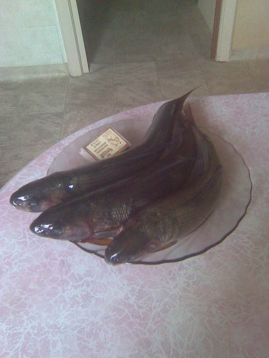 Хариус р. Бирюса Красноярский край