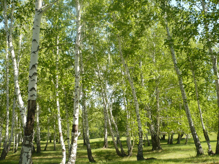Роща на берегу.