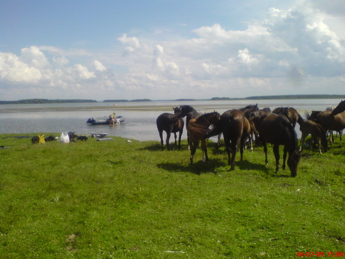 Лошади 