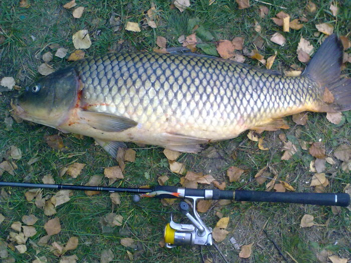 Сазан, море, джиг, 8500