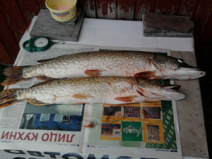 рыба с острова Кудряш