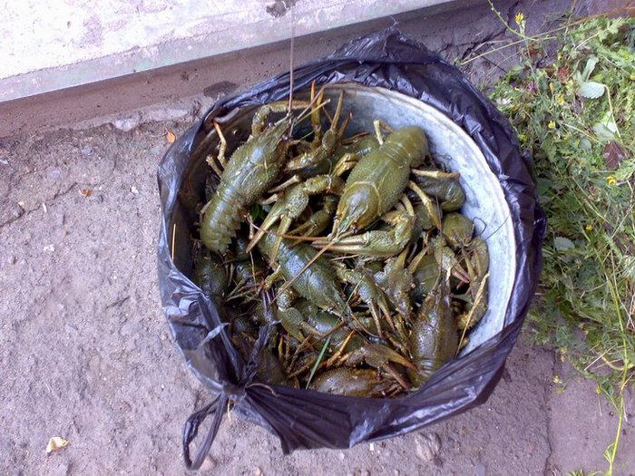 Раки под пиво!!!