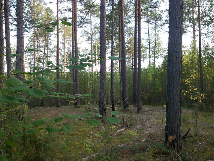 Бор.