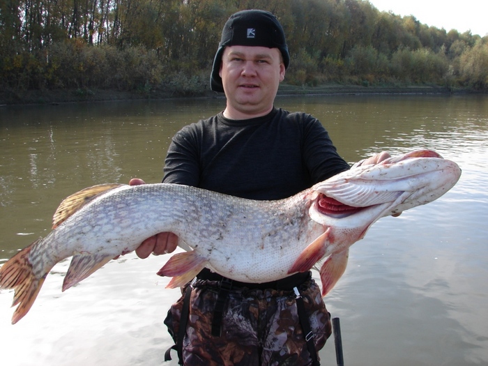 щурёнок осень 2009 , немного ниже Барнаула