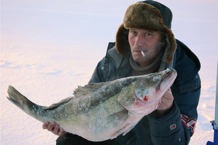 Судак  на море 15.4кг.