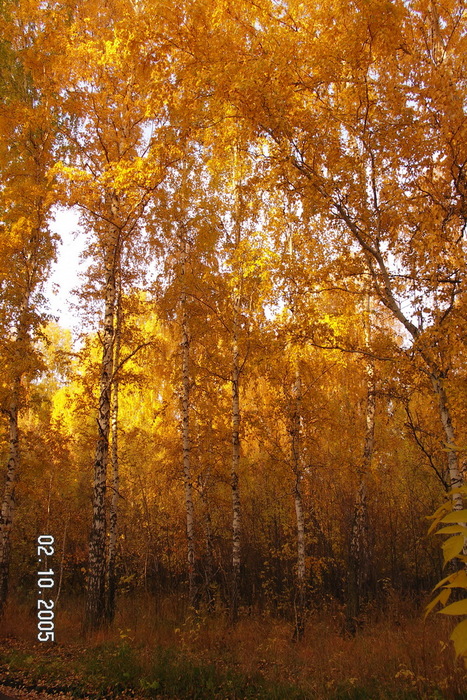 золотая осень