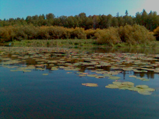 жабовник