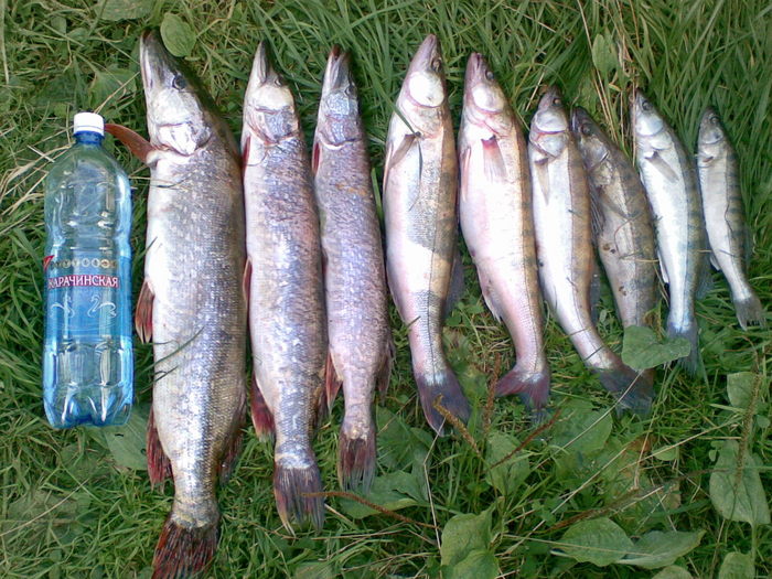 лето  2009